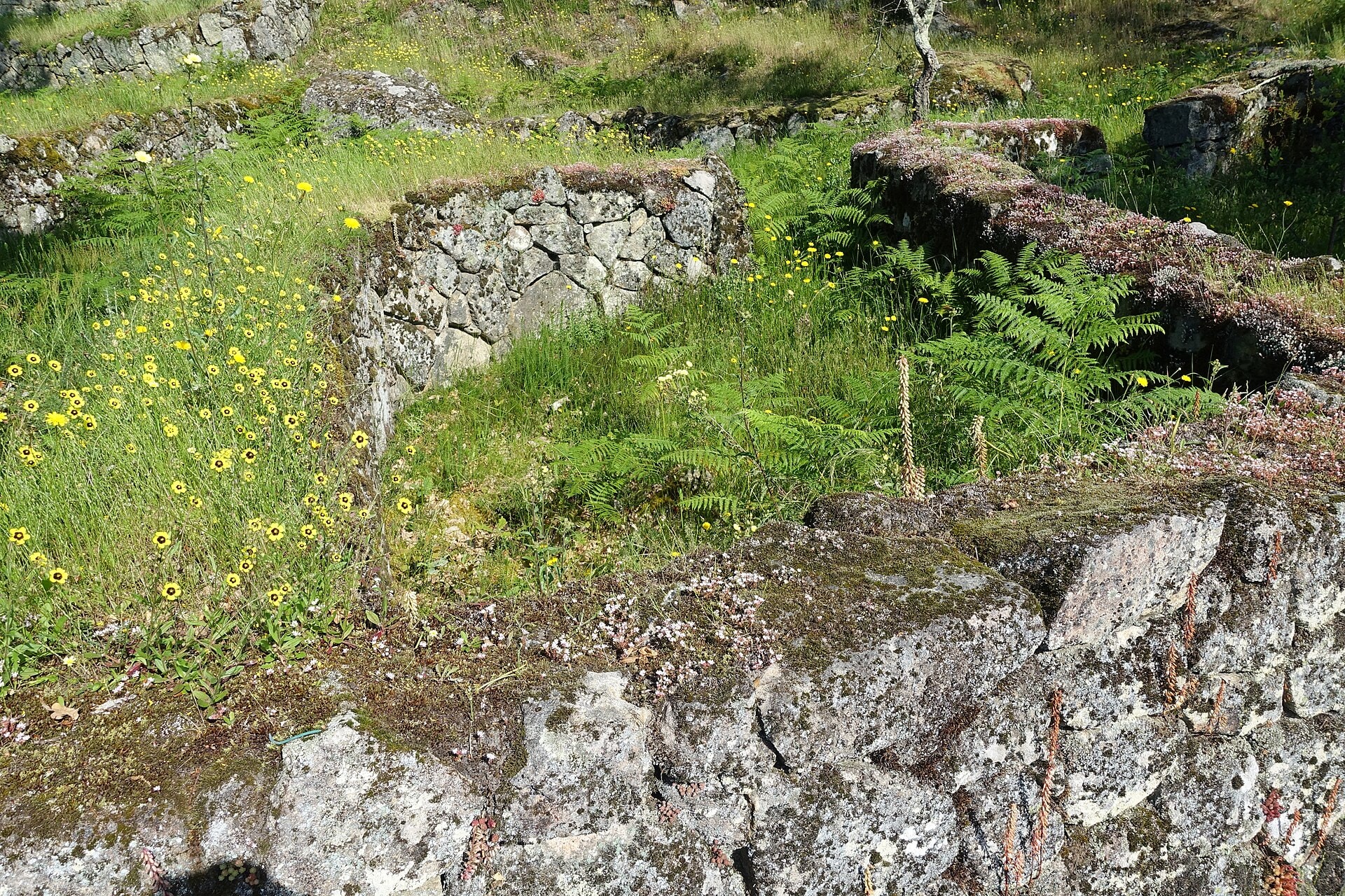 Muros de pedra e vegetação na Citânia de Briteiros